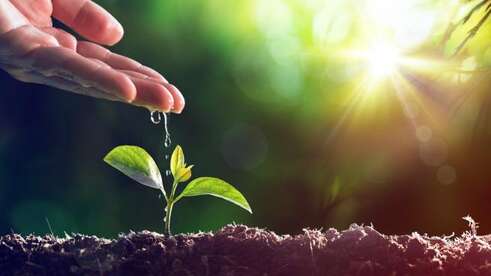 save tree